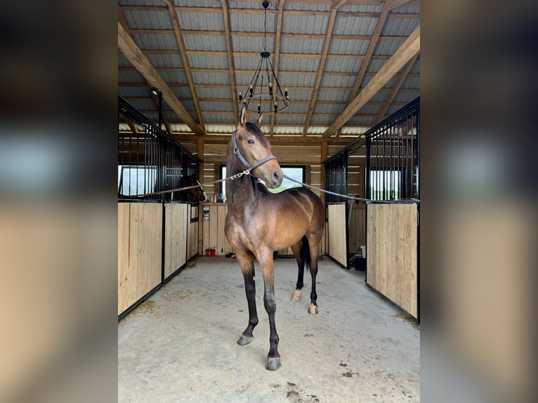 Malopolska horse Stallion 2 years 15,1 hh Bay in Tarn&#xF3;w