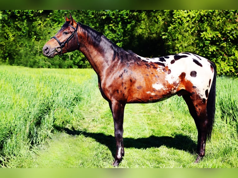 Malopolska horse Stallion 3 years 16 hh Leopard-Piebald in Wietrzychowice