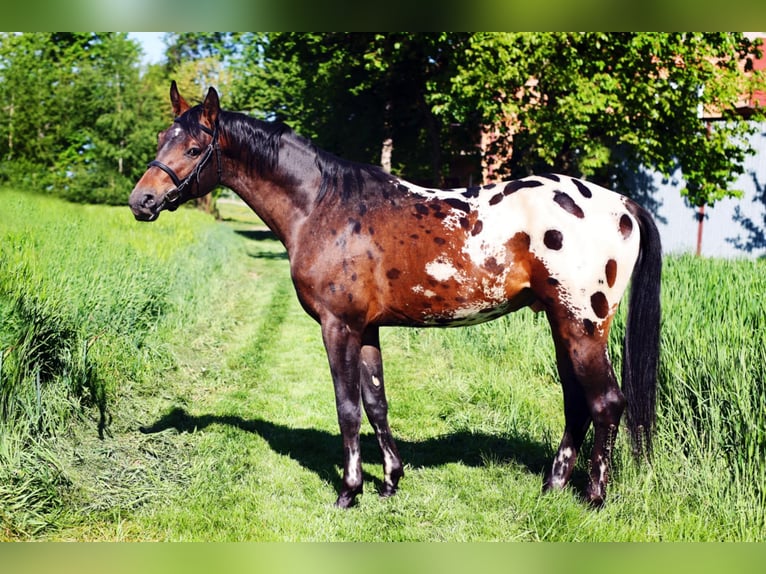 Malopolska horse Stallion 3 years 16 hh Leopard-Piebald in Wietrzychowice