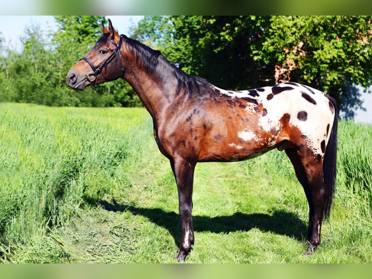 Malopolska horse Stallion 3 years 16 hh Leopard-Piebald in Wietrzychowice