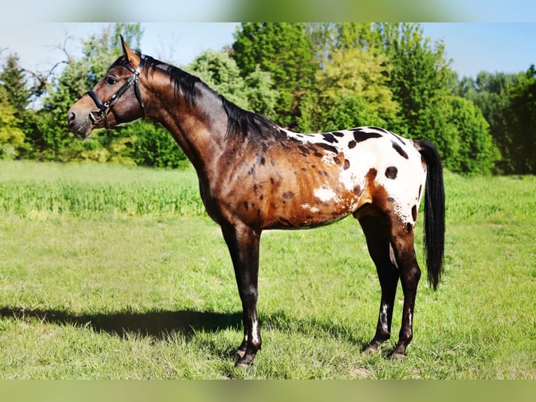Malopolska horse Stallion 3 years 16 hh Leopard-Piebald in Wietrzychowice