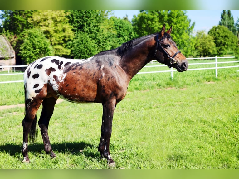 Malopolska horse Stallion 3 years 16 hh Leopard-Piebald in Wietrzychowice