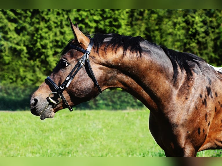 Malopolska horse Stallion 3 years 16 hh Leopard-Piebald in Wietrzychowice