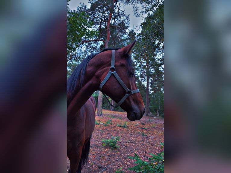 Malopolska horse Stallion 4 years 16,1 hh Brown in Górki Borze