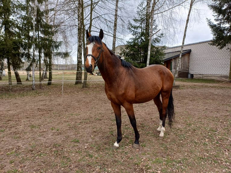 Malopolska horse Stallion 5 years Brown in Izbica