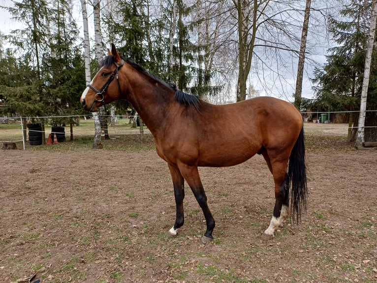 Malopolska horse Stallion 5 years Brown in Izbica