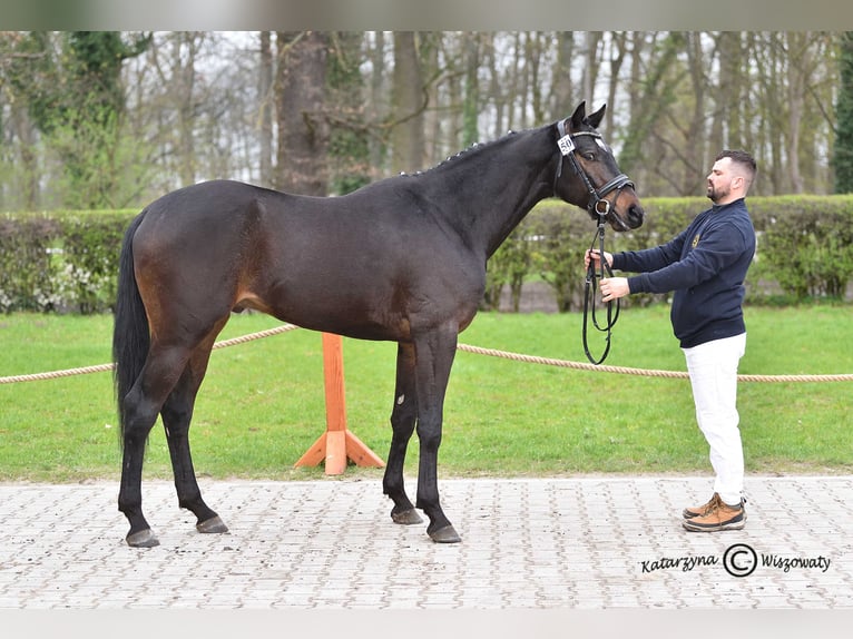 Malopolska horse Stallion 6 years 16 hh Bay-Dark in Sitno