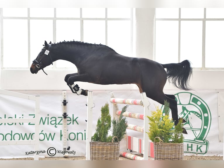 Malopolska horse Stallion 6 years 16 hh Bay-Dark in Sitno