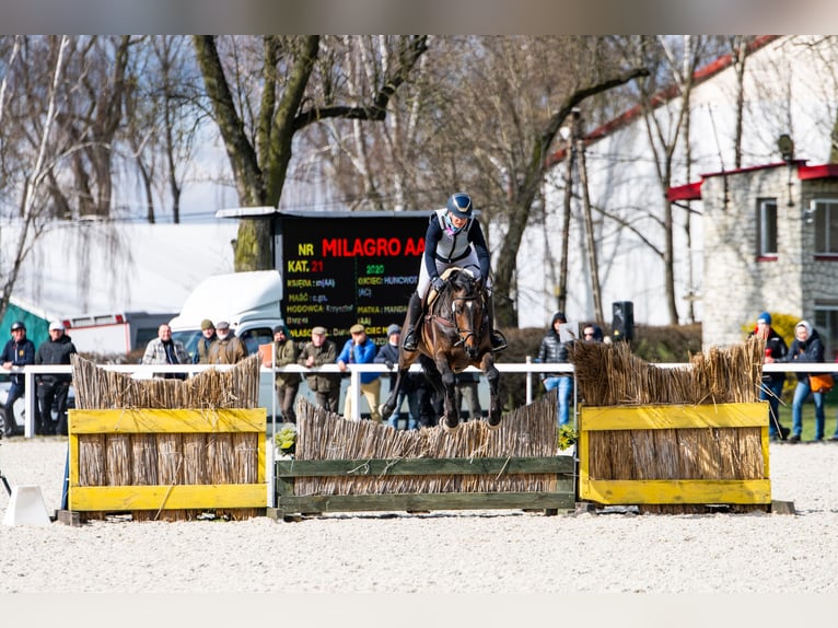 Malopolska horse Stallion 6 years 16 hh Bay-Dark in Sitno