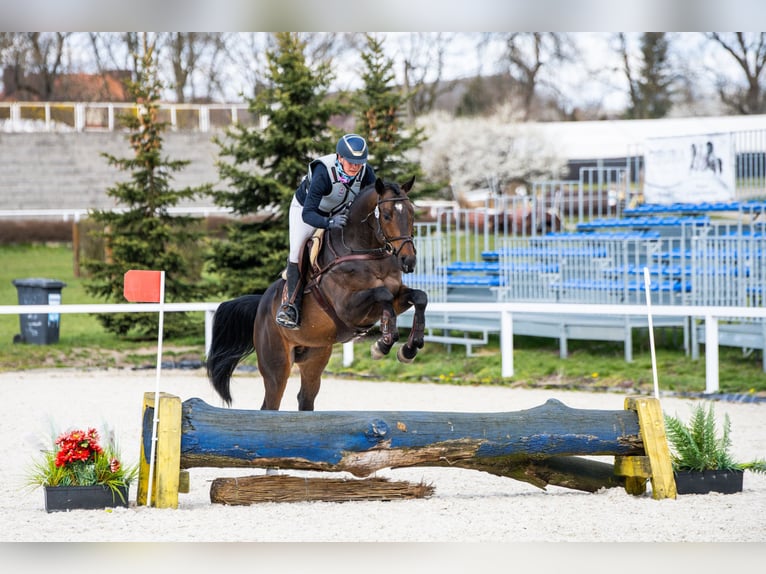 Malopolska horse Stallion 6 years 16 hh Bay-Dark in Sitno