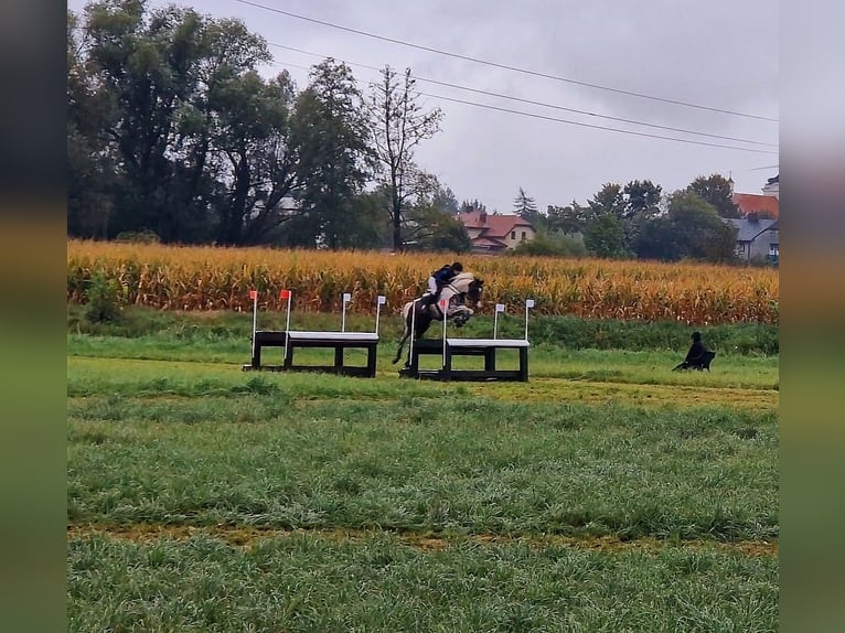 Malopolska horse Stallion 8 years Pinto in Grobice