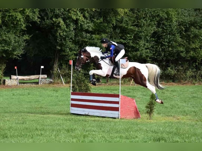 Malopolska horse Stallion 8 years Pinto in Grobice