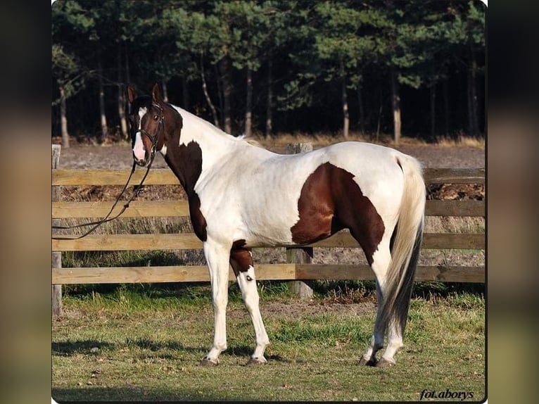 Malopolska horse Stallion 8 years Pinto in Grobice