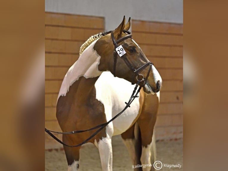 Malopolska horse Stallion 8 years Pinto in Grobice