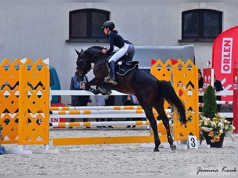 Malopolska horse Stallion Bay-Dark in Wysokie