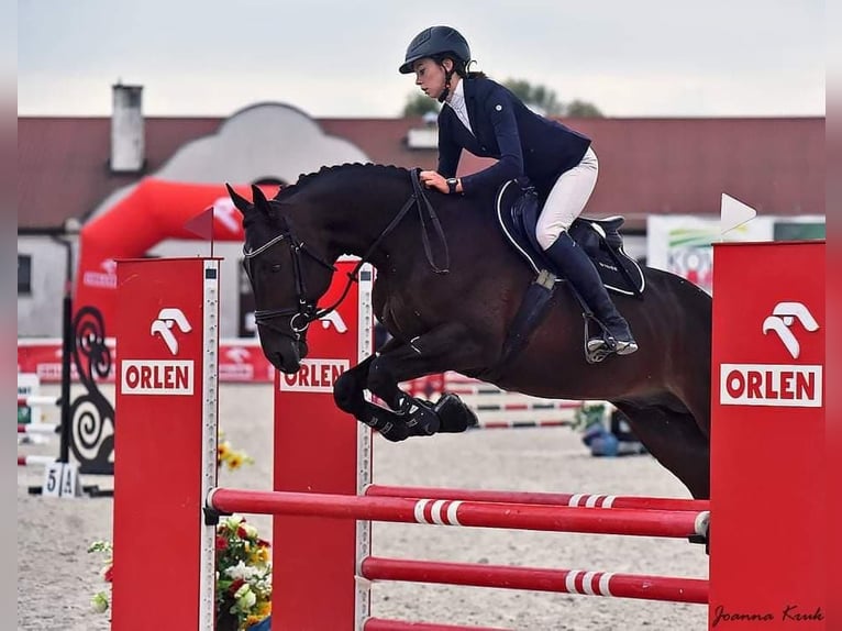 Malopolska horse Stallion Bay-Dark in Wysokie