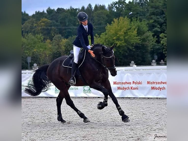 Malopolska horse Stallion Bay-Dark in Wysokie