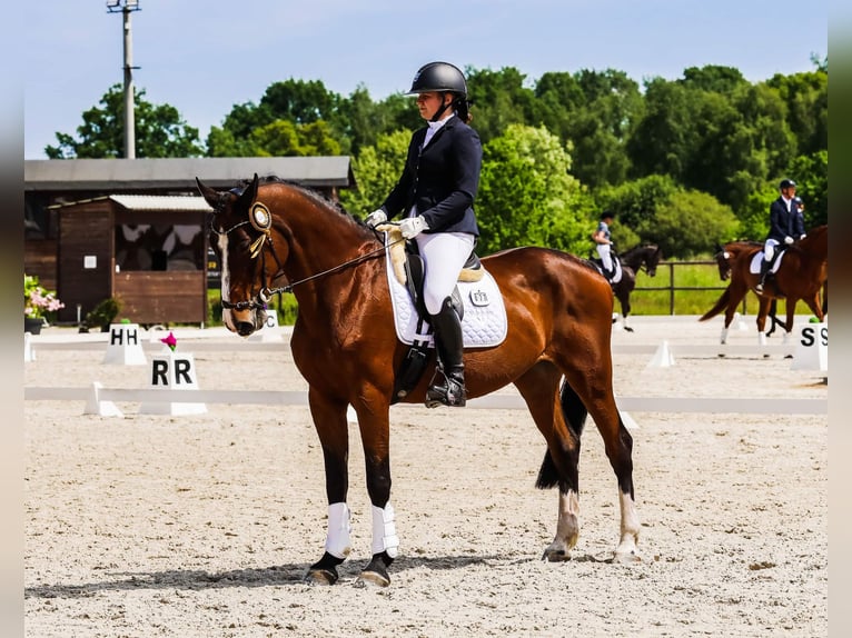 Malopolska Sto 16 år 164 cm Brun in Izbica