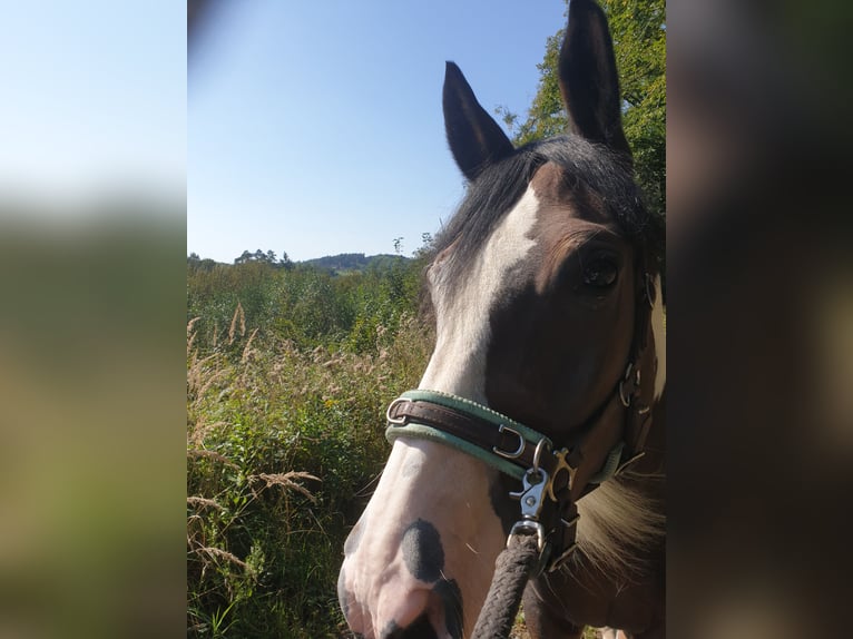 Malopolska Sto 9 år 150 cm Pinto in Schwerte