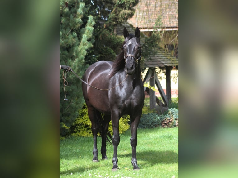 Malopolska Stute 11 Jahre 164 cm Rappe in Santok