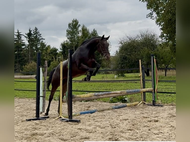 Malopolska Stute 3 Jahre 157 cm Tigerschecke in Hrubieszów