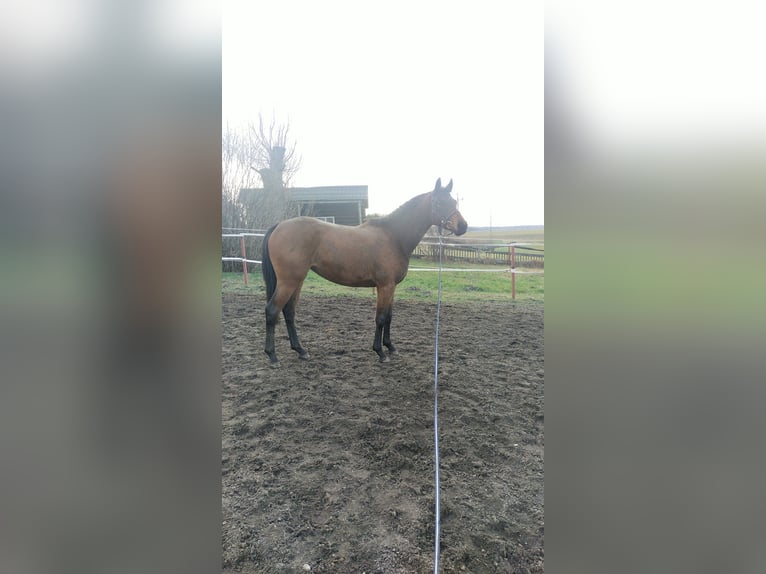 Malopolska Stute 3 Jahre 162 cm Brauner in Ortel Królewski Pierwszy