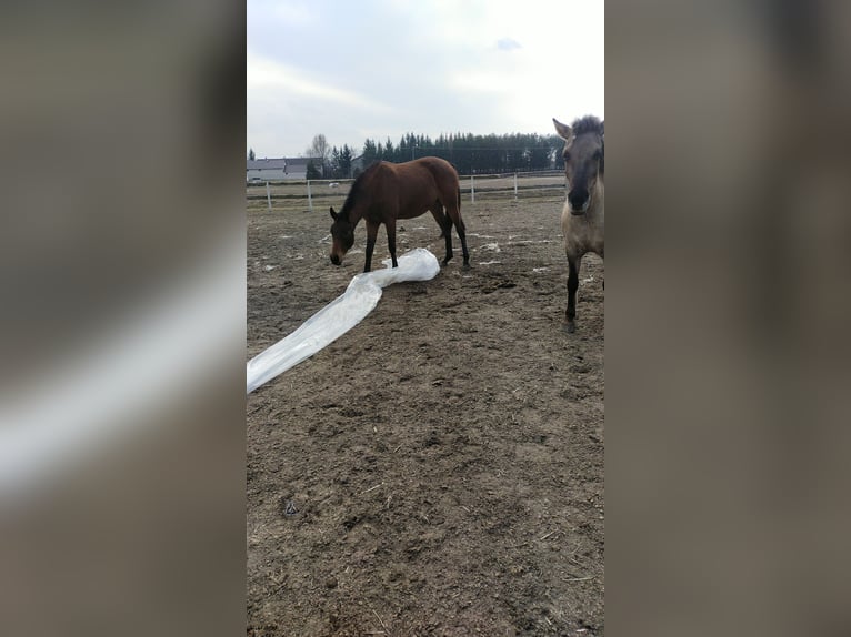 Malopolska Stute 3 Jahre 162 cm Brauner in Ortel Królewski Pierwszy