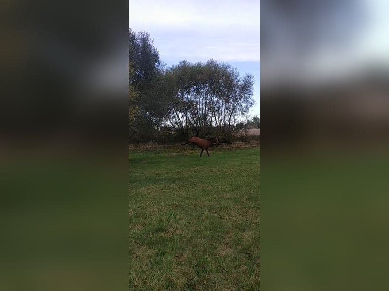 Malopolska Stute 3 Jahre 162 cm Brauner in Ortel Królewski Pierwszy