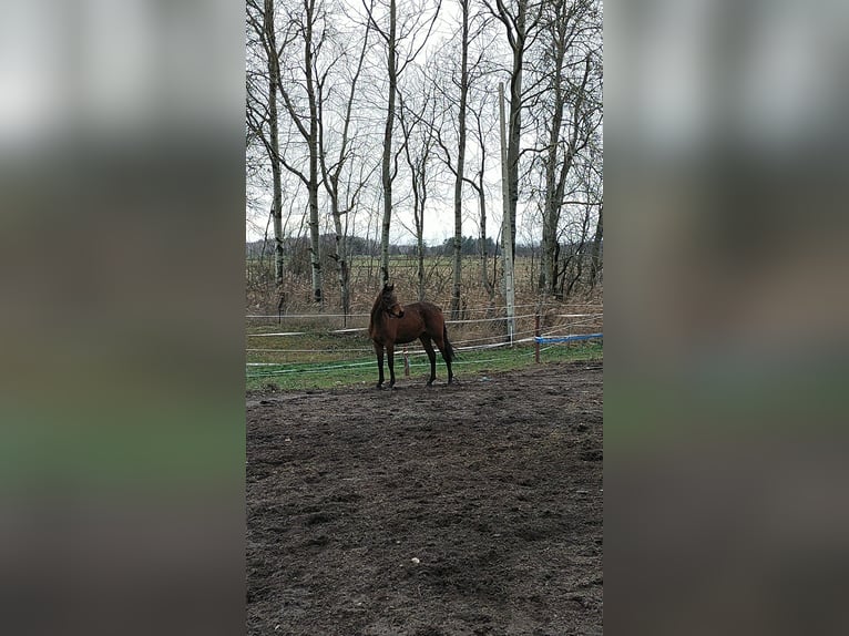 Malopolska Stute 3 Jahre 162 cm Brauner in Ortel Królewski Pierwszy