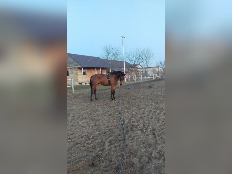 Malopolska Stute 3 Jahre 162 cm Brauner in Ortel Królewski Pierwszy