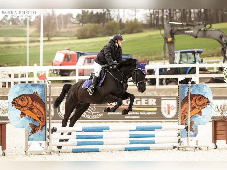 Malopolska Stute 6 Jahre 165 cm Rappe in Leszno Dolne