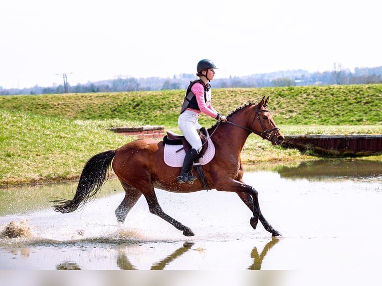 Malopolska Stute 7 Jahre 155 cm Brauner in Wola Batorska