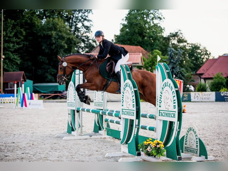 Malopolska Stute 7 Jahre 155 cm Brauner in Wola Batorska
