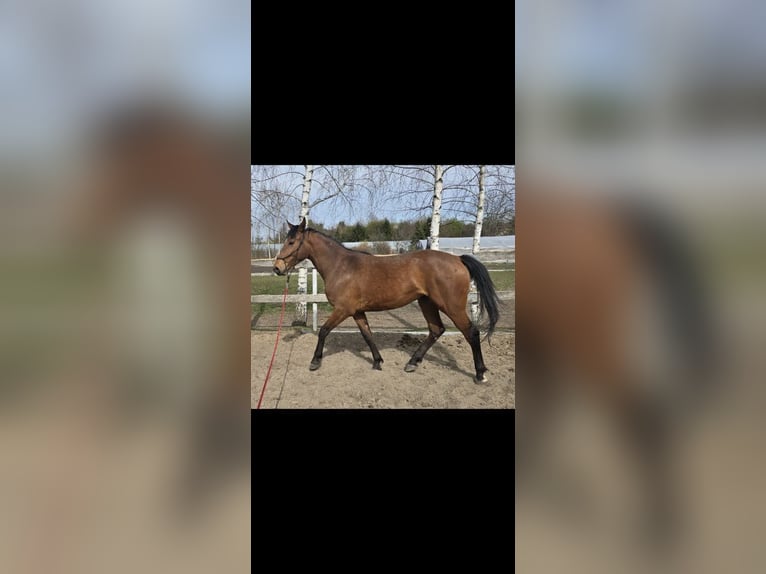 Malopolska Stute 7 Jahre 168 cm Rotbrauner in Zamość
