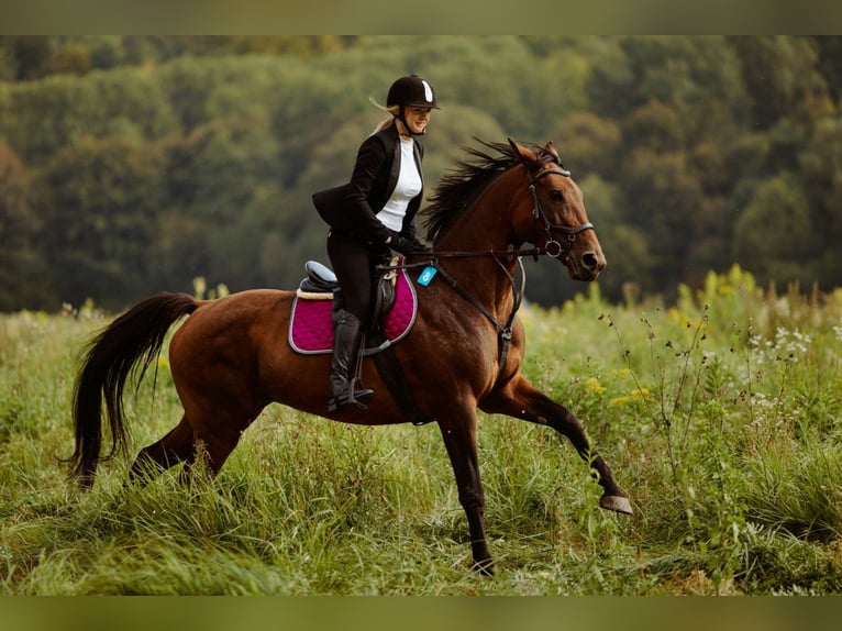 Malopolska Stute 7 Jahre 168 cm Rotbrauner in Zamość