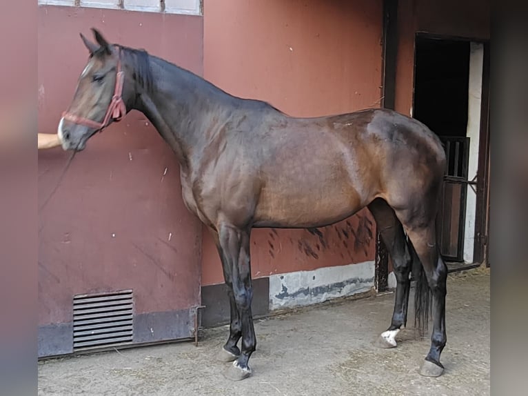 Malopolska Stute 7 Jahre 168 cm Rotbrauner in woj. Mazowieckie