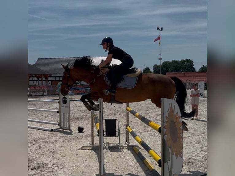 Malopolska Stute 9 Jahre 162 cm Brauner in Rudki Huby