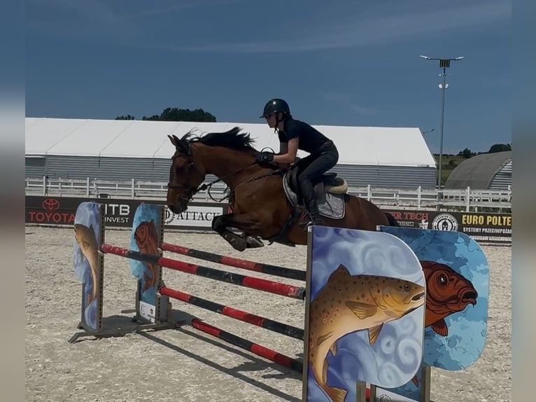 Malopolska Stute 9 Jahre 162 cm Brauner in Rudki Huby