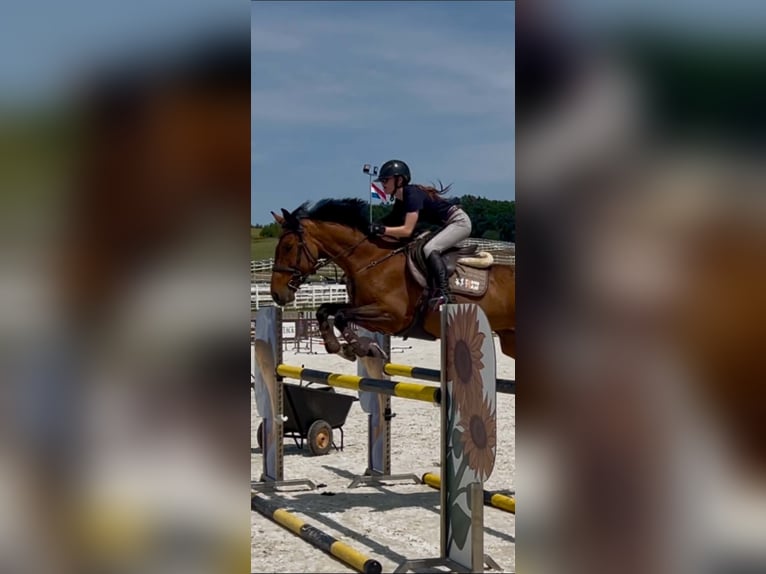 Malopolska Stute 9 Jahre 162 cm Brauner in Rudki Huby