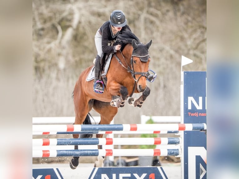 Malopolska Stute 9 Jahre 162 cm Brauner in Rudki Huby