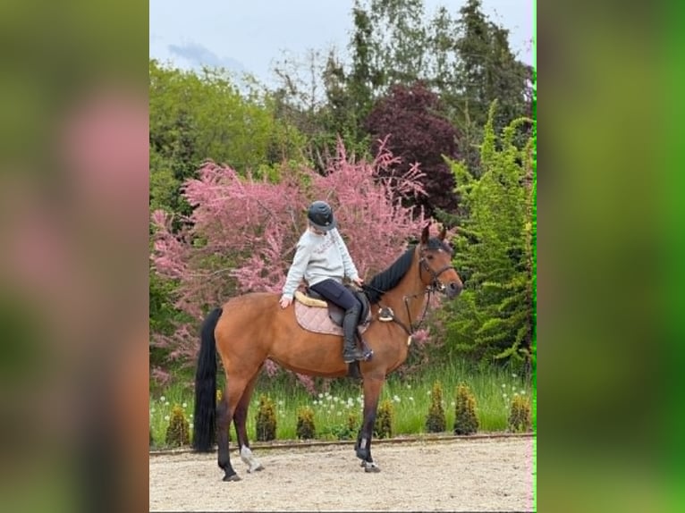 Malopolska Stute 9 Jahre 162 cm Brauner in Rudki Huby