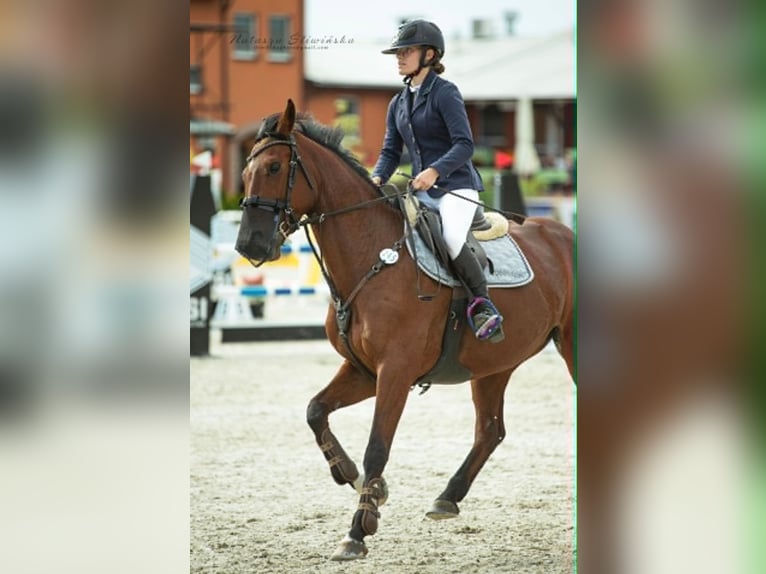 Malopolska Stute 9 Jahre 162 cm Brauner in Rudki Huby