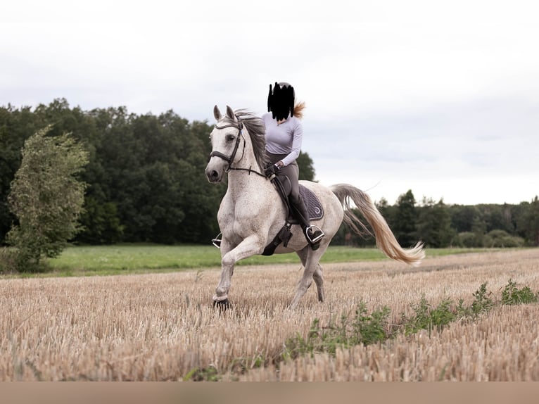 Malopolska Blandning Valack 16 år 156 cm Grå-flugskimmel in Moritzburg