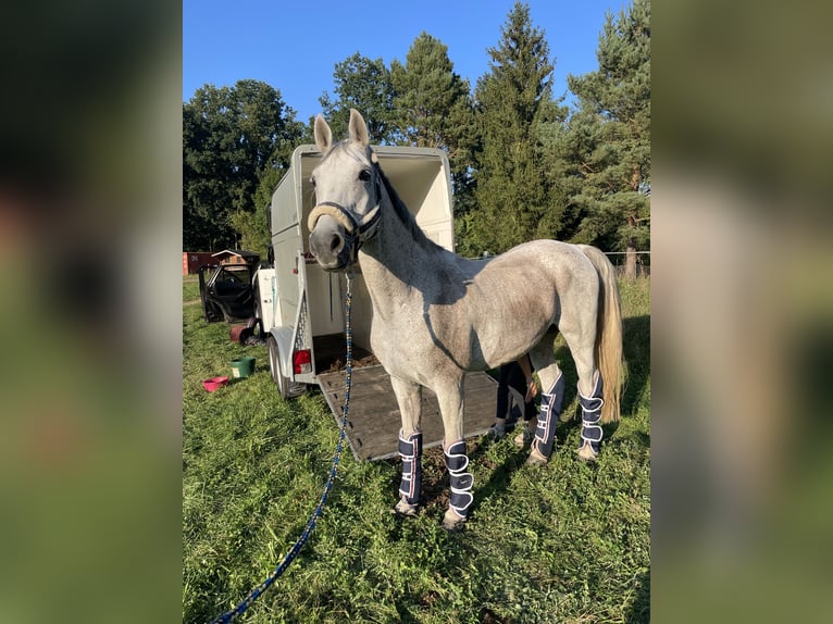 Malopolska Blandning Valack 16 år 156 cm Grå-flugskimmel in Moritzburg