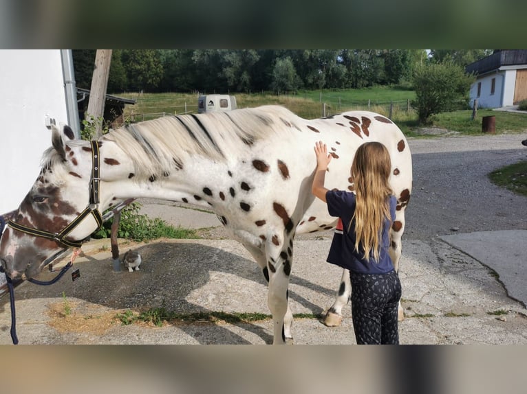 Malopolska Valack 4 år 165 cm Leopard-Piebald in Rosenheim