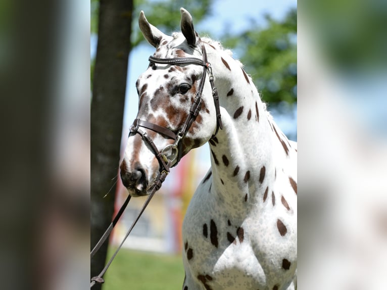 Malopolska Valack 4 år 165 cm Leopard-Piebald in Rosenheim