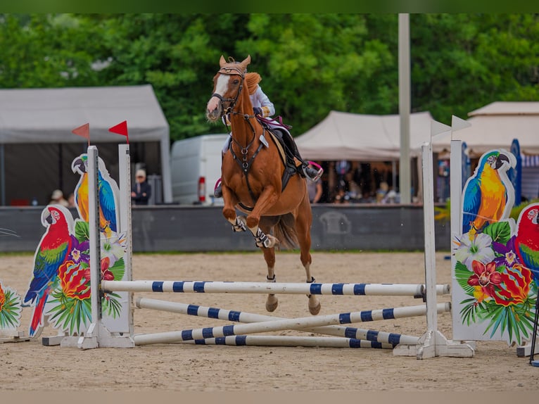 Malopolska Wallach 10 Jahre 165 cm Fuchs in Konary