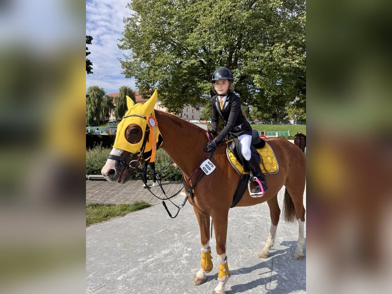 Malopolska Wallach 10 Jahre 165 cm Fuchs in Konary