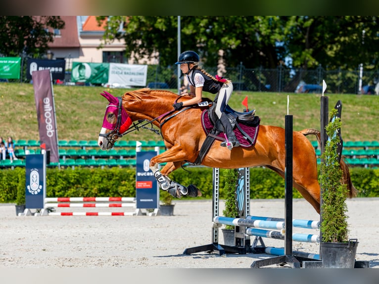 Malopolska Wallach 10 Jahre 165 cm Fuchs in Konary