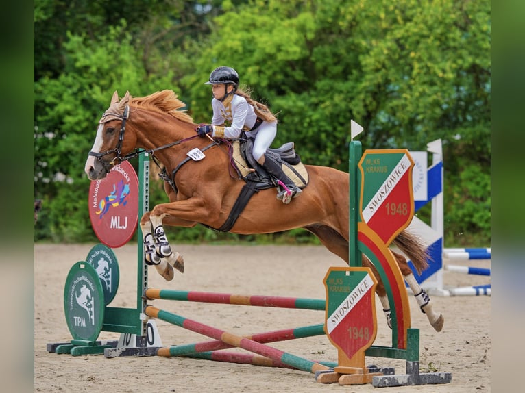 Malopolska Wallach 10 Jahre 165 cm Fuchs in Konary